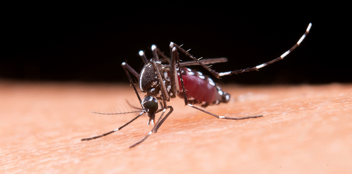 Tire as principais dúvidas sobre a vacinação contra dengue